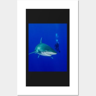 Scuba Diver and Oceanic White Tip Shark Posters and Art